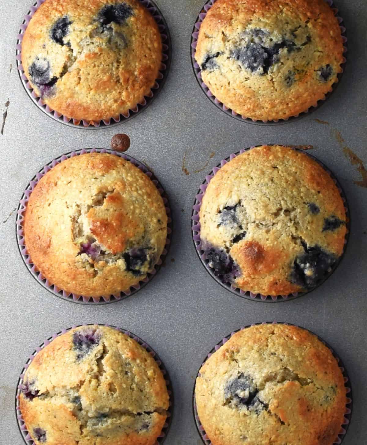 Top down view of 6 muffins with buckwheat and blueberries in pan.